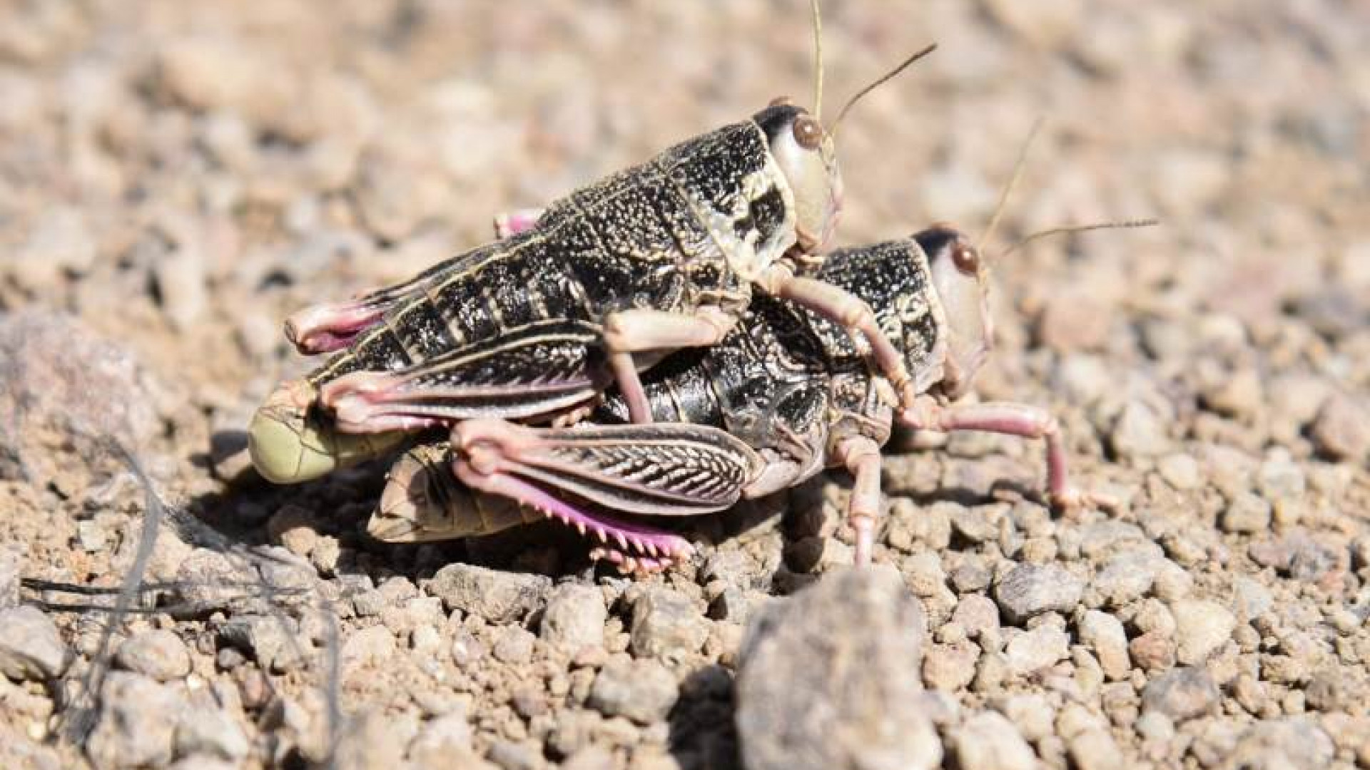 Descubren un mecanismo natural que ayuda a plantas nativas a resistir sequías extremas