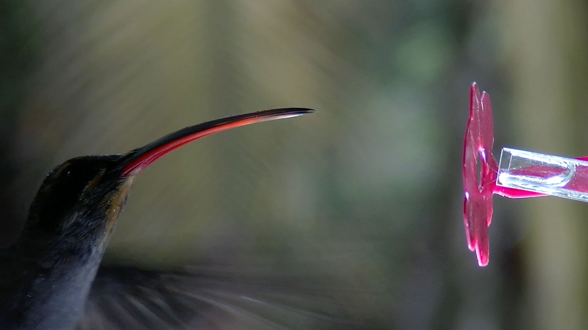 Identificaron dos posibles calibres para la bala perdida que hirió a la nena de 12 años en Navidad 