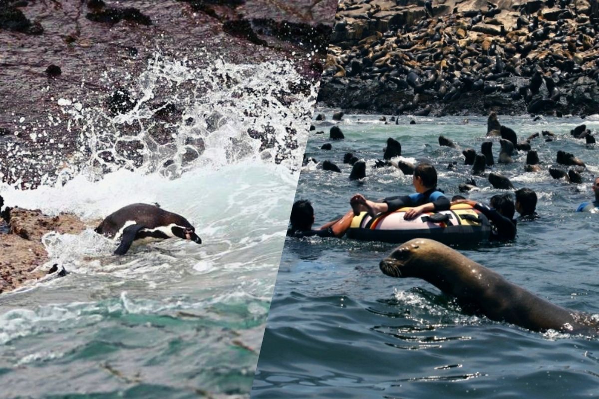 Islotes Palomino – Reserva Nacional Sistema de Islas, Islotes y Puntas Guaneras en el Callao. (Foto: Captura)