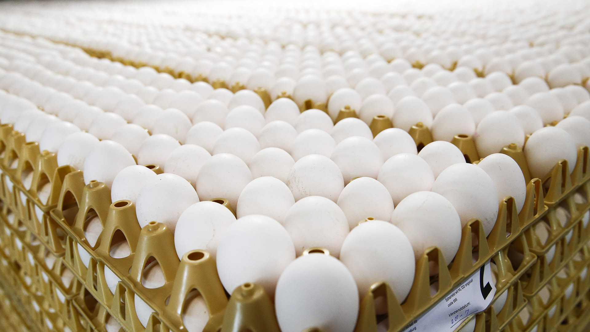 Los exportadores de aves y huevos fértiles y/o frescos que deseen percibir la ayuda económica del gobierno deberán cumplir con una serie de requisitos