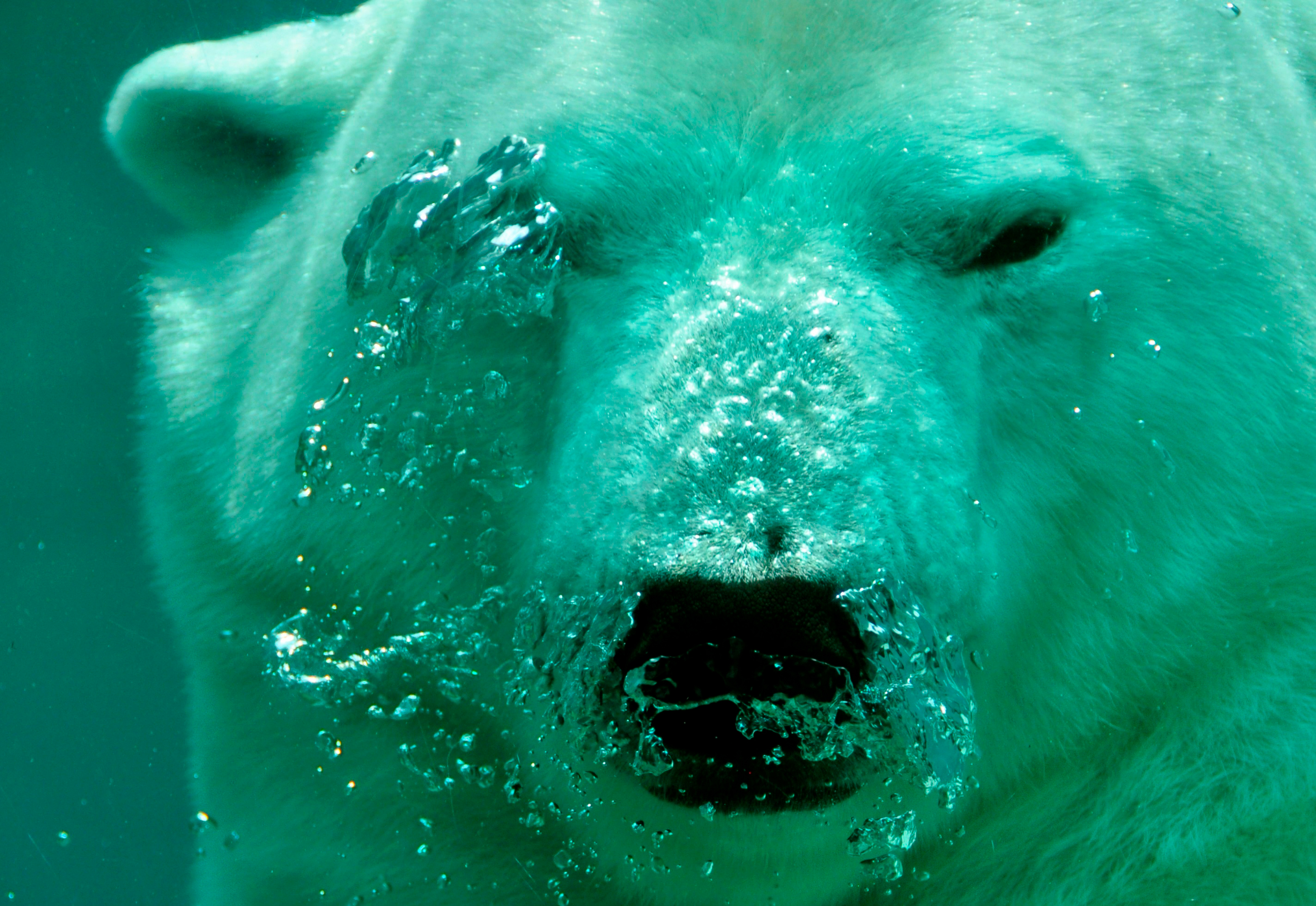 Oso polar: Habita el hemisferio norte, es el único gran predador del Ártico (Pxhere)