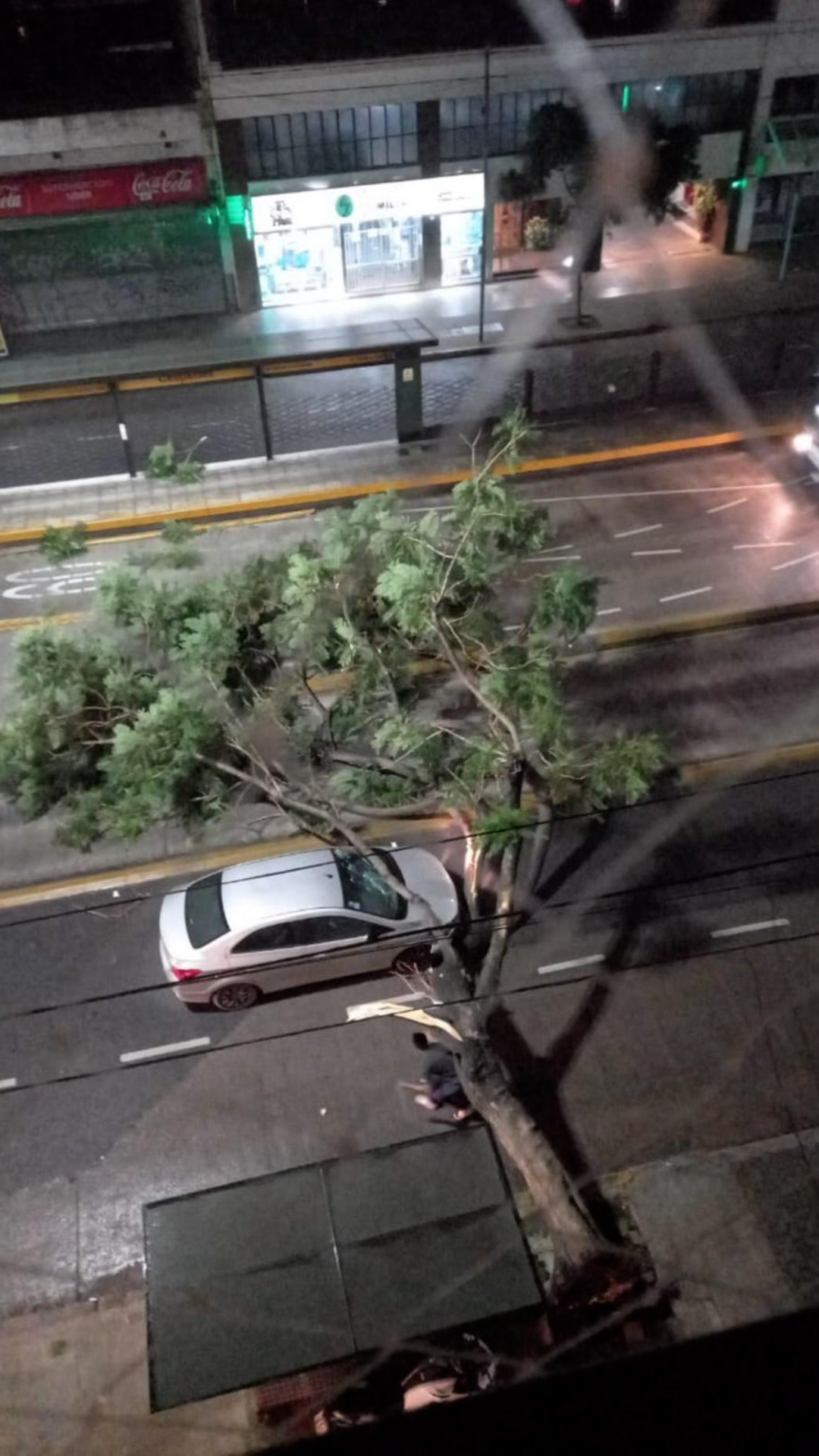 El árbol que cayó sobre un auto en el barrio de Belgrano
