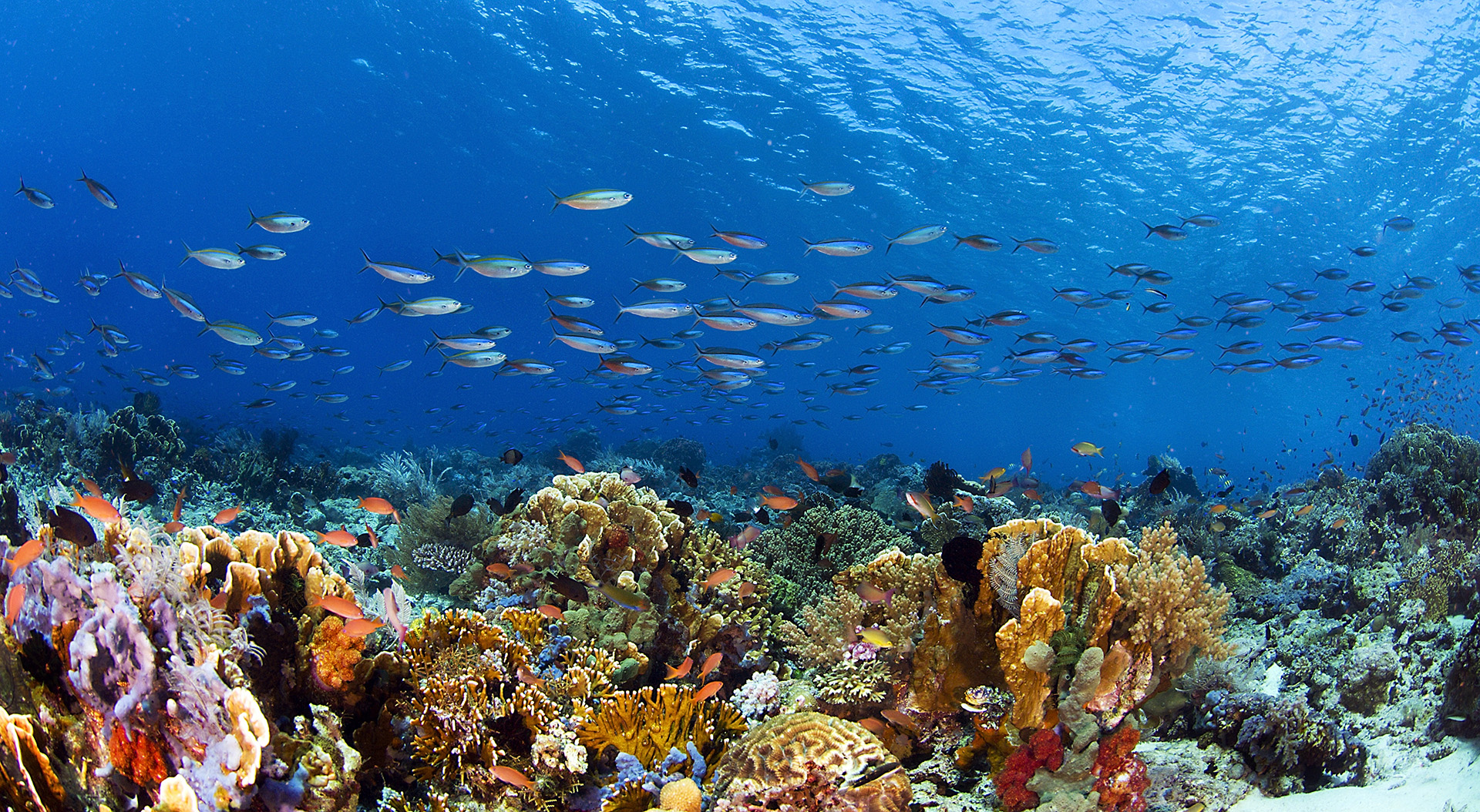 Diversos reclamos que llegaron a la ISA apuntan que los ecosistemas oceánicos pueden sufrir los efectos de la minería en aguas profundas (Getty)