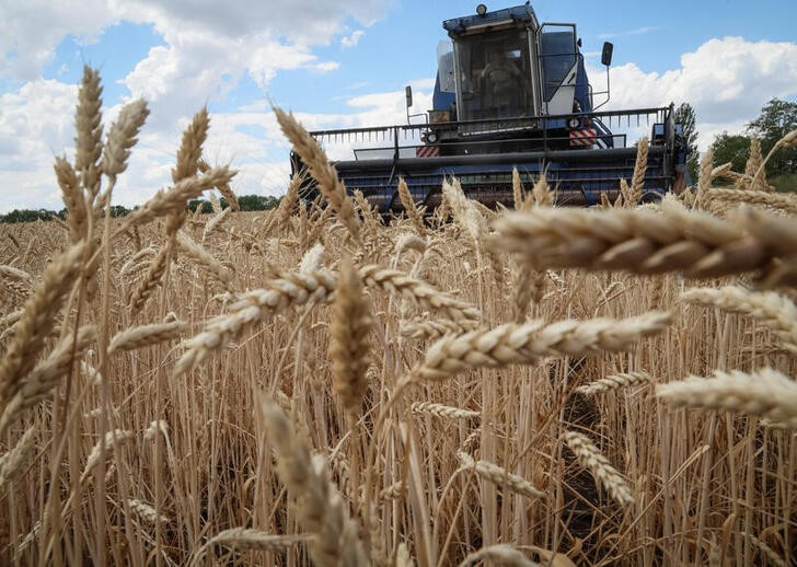La production de blé a également été affectée.  REUTERS/Gleb Garanich