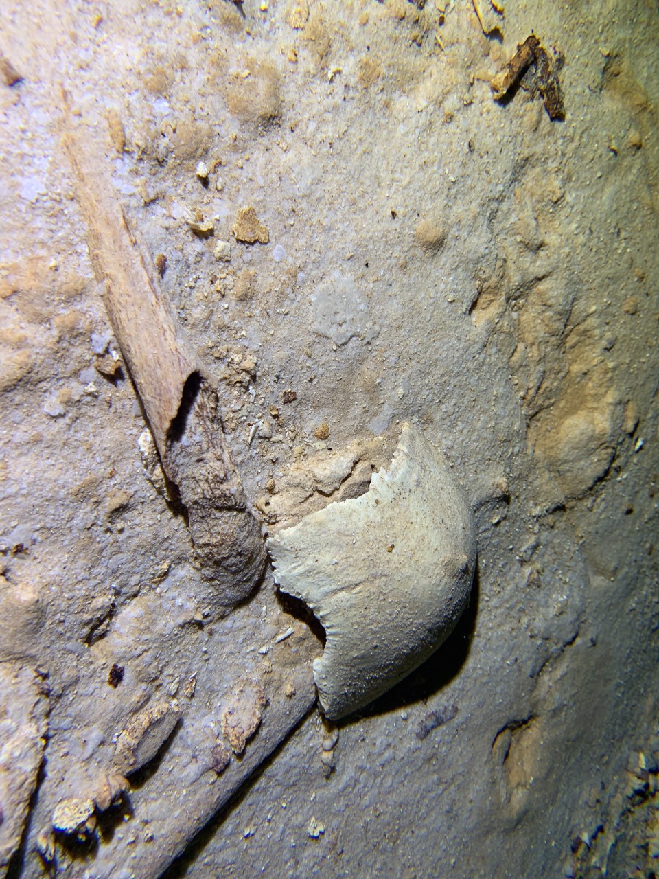 Expertos buscarán que el vestigio sea analizado por el INAH (Foto: Sélvame del Tren)
