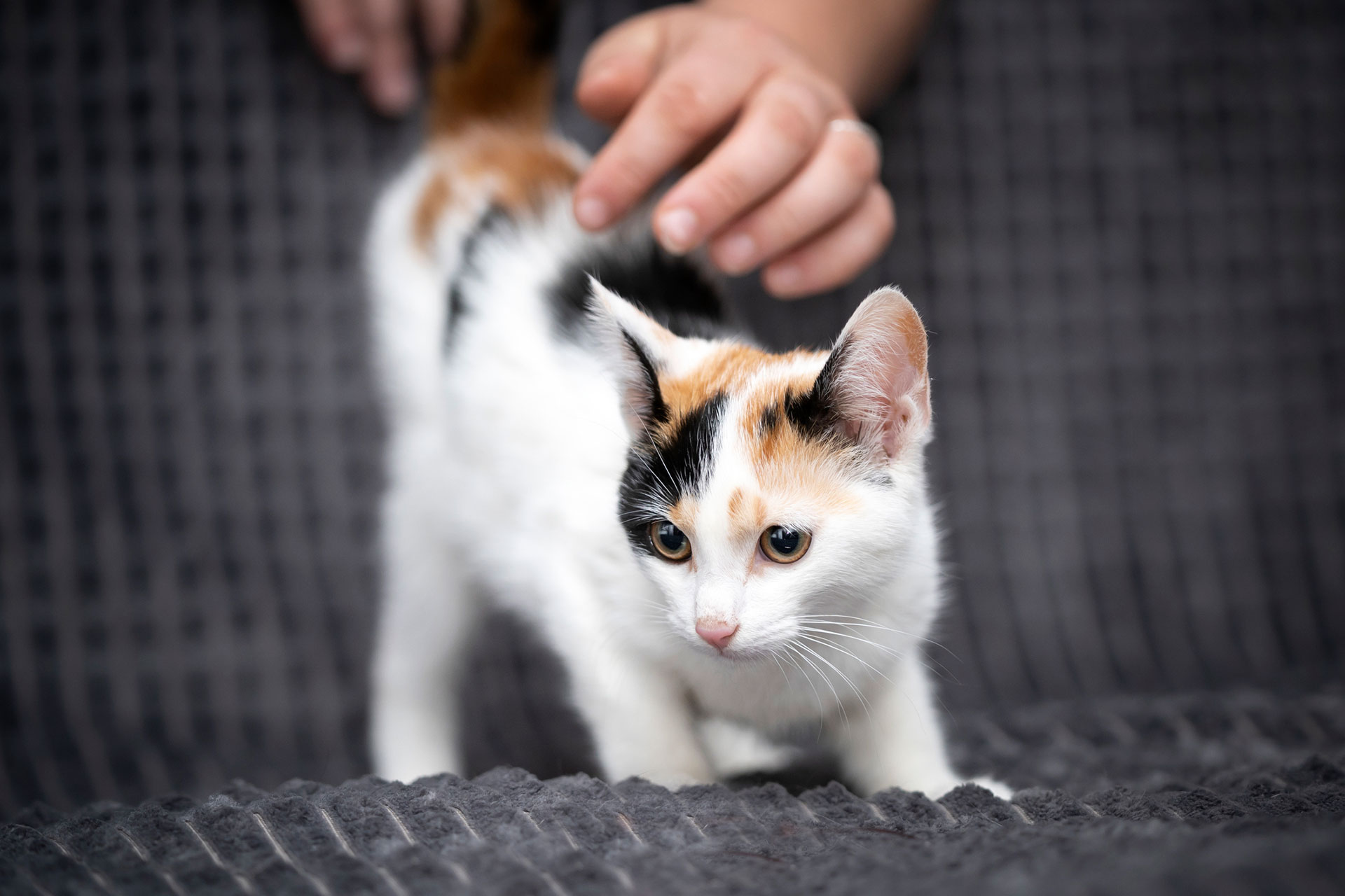 El blanco, el anaranjado y el negro definen el pelaje felino por lo general (Getty)