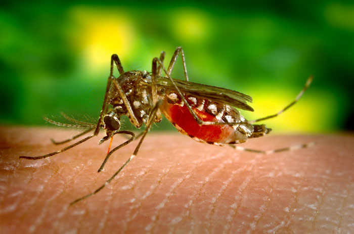 Yellow Fever Mosquito having a blood-meal.

CREDIT
Author: James Gathany Source CDC - PHIL