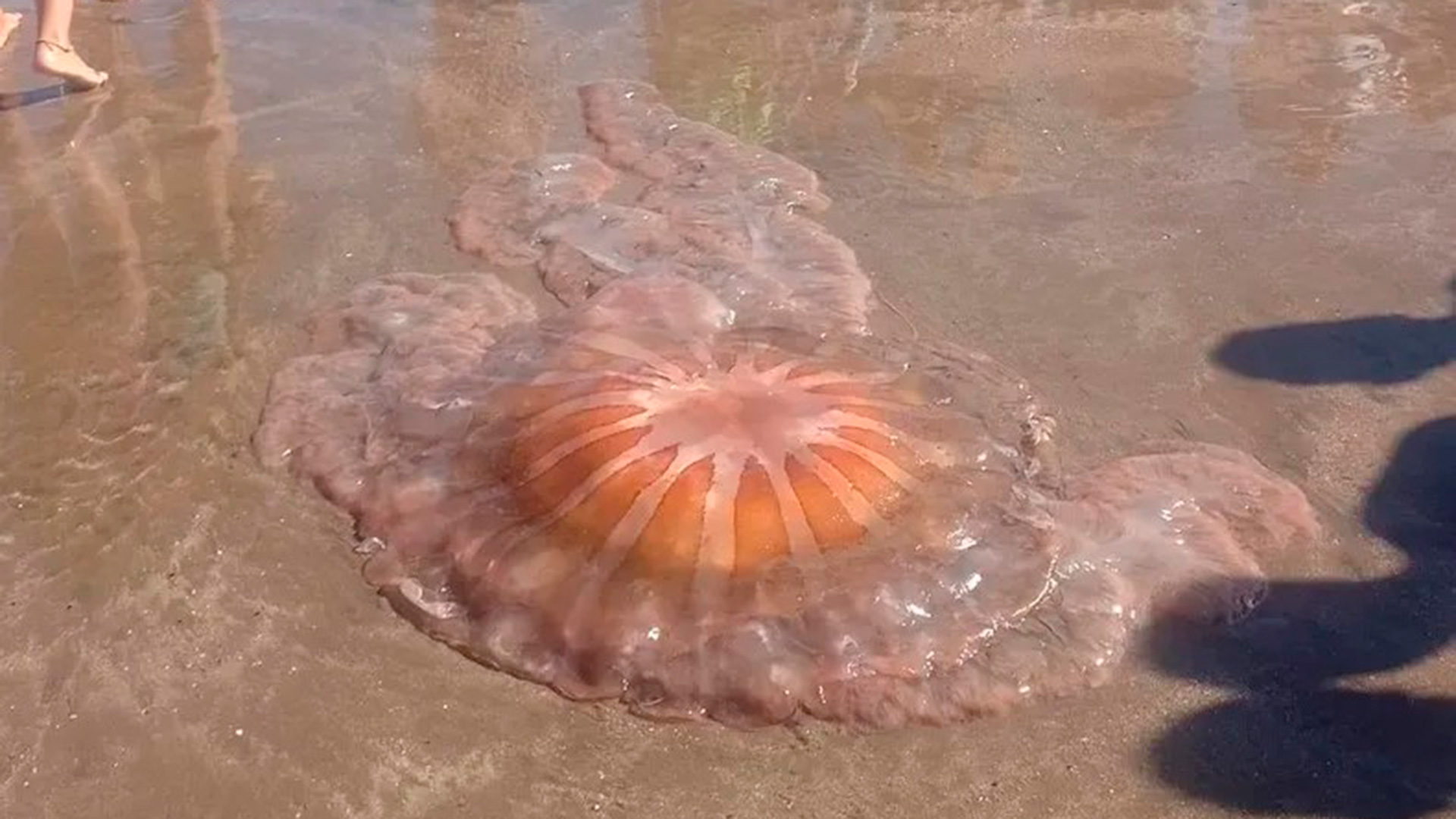 La medusa gigante que generó susto y sorpresa en las playas del sur de la ciudad balnearia