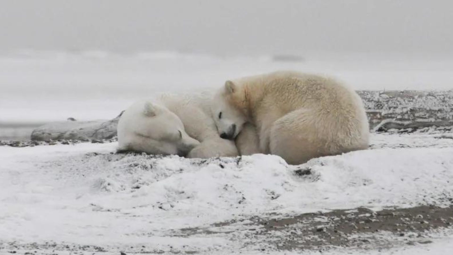 Migración, el intento desesperado de los osos polares para evitar su  extinción - Infobae