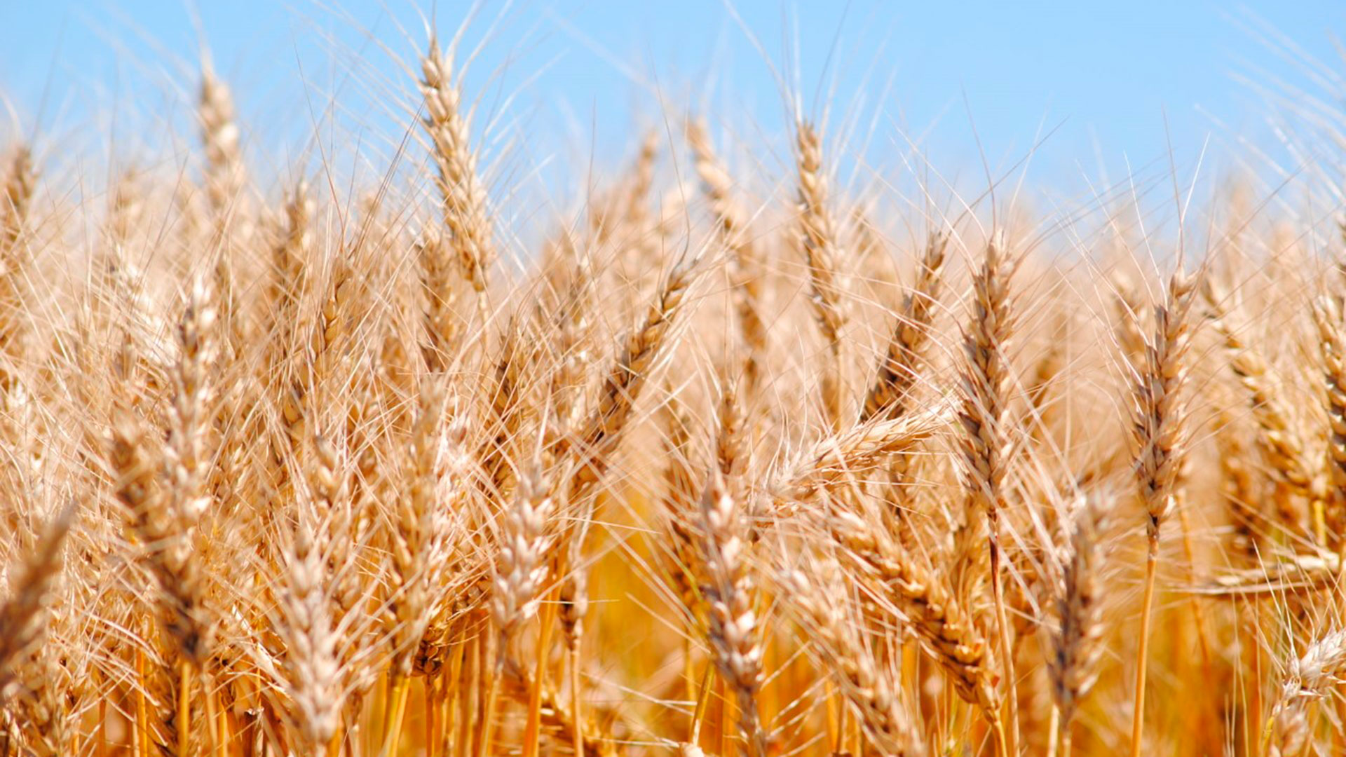 Los precios del trigo registraron mermas de USD 29 