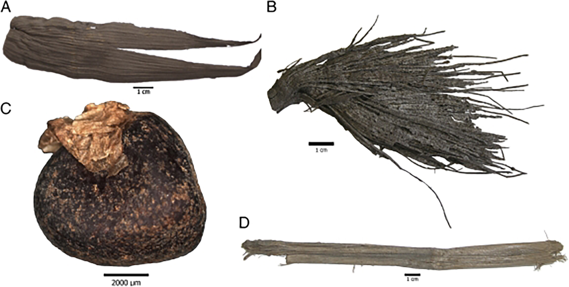 La imagen C muestra un fósil de una palomita de maíz o pochoclo hallado en Paredones, Perú. (National Academy of Science of the United States) 