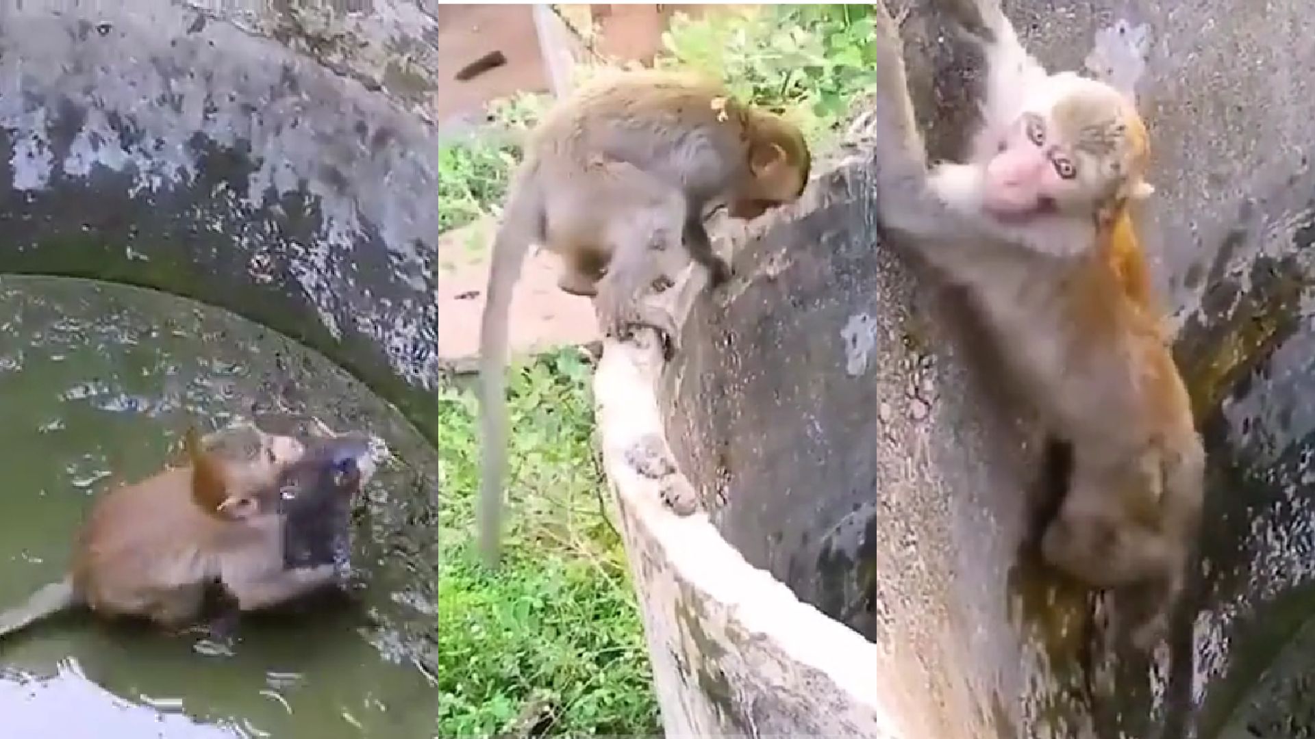 Emotivo video muestra el momento en el que un mono salva a un gato atrapado en un pozo