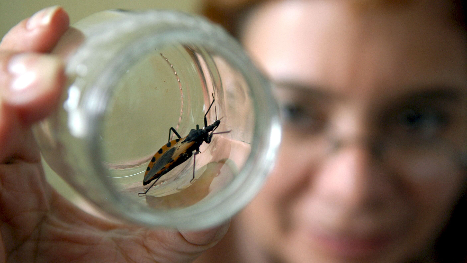 En Argentina, cerca de 7 millones de personas están en riesgo de contraer la enfermedad de Chagas