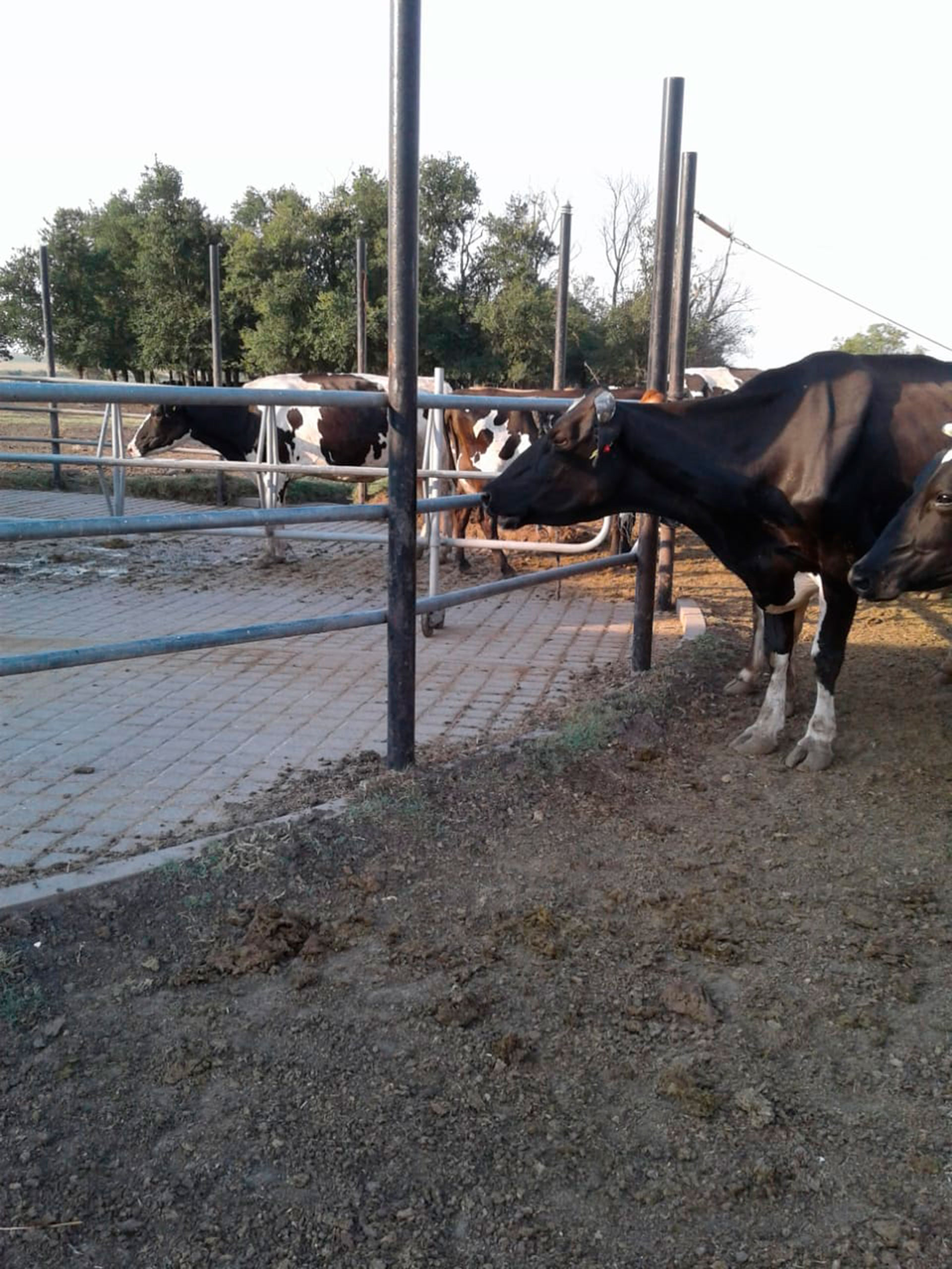 Tambos de Entre Ríos afectados por la sequía. Proyectan una merma en la producción de leche.