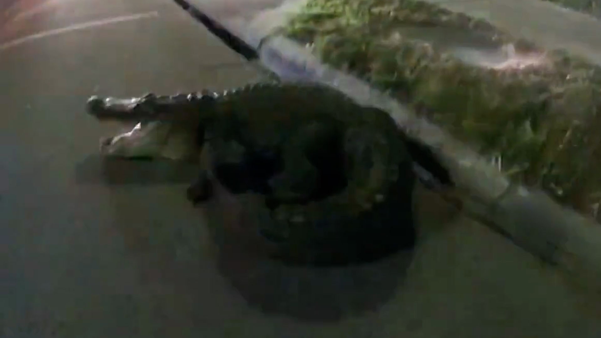 Agentes de policía “arrestaron” en Florida a un caimán de 3 metros que andaba suelto por la calle