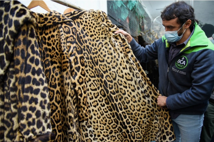 Allanaron un comercio porteño que vendía abrigos de piel de fauna  silvestre: costaban hasta un millón de pesos cada uno - Infobae