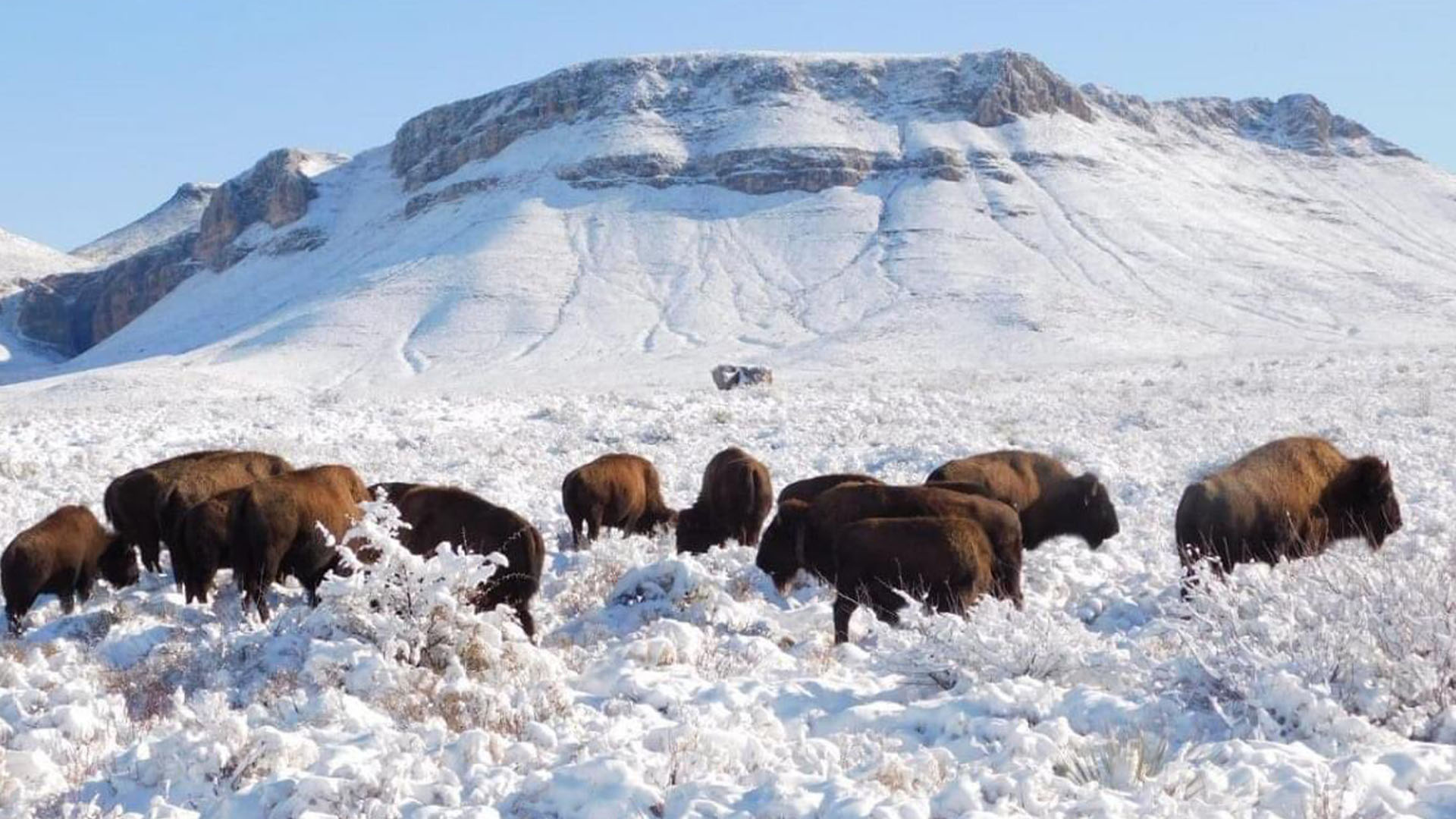 La segunda manada de bisonte americano fue dada a conocer por la titular de la Semarnat (Foto: Twitter@Mary_Luisa_AG)
