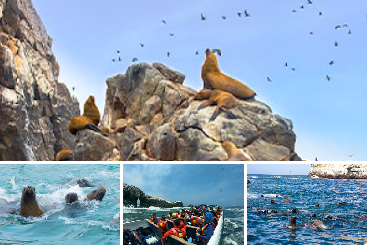 Semana Santa 2022: cómo llegar a las Islas Palomino y cuál es el precio del tour. (Foto: Captura)