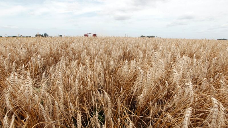 Hasta el momento se sembró el 30% del área con trigo en la zona núcleo.   REUTERS/Enrique Marcarian
