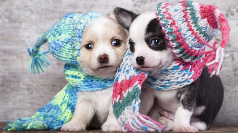 Mascotas deben ser cuidadas durante la temporada de frío (Foto: Archivo)
