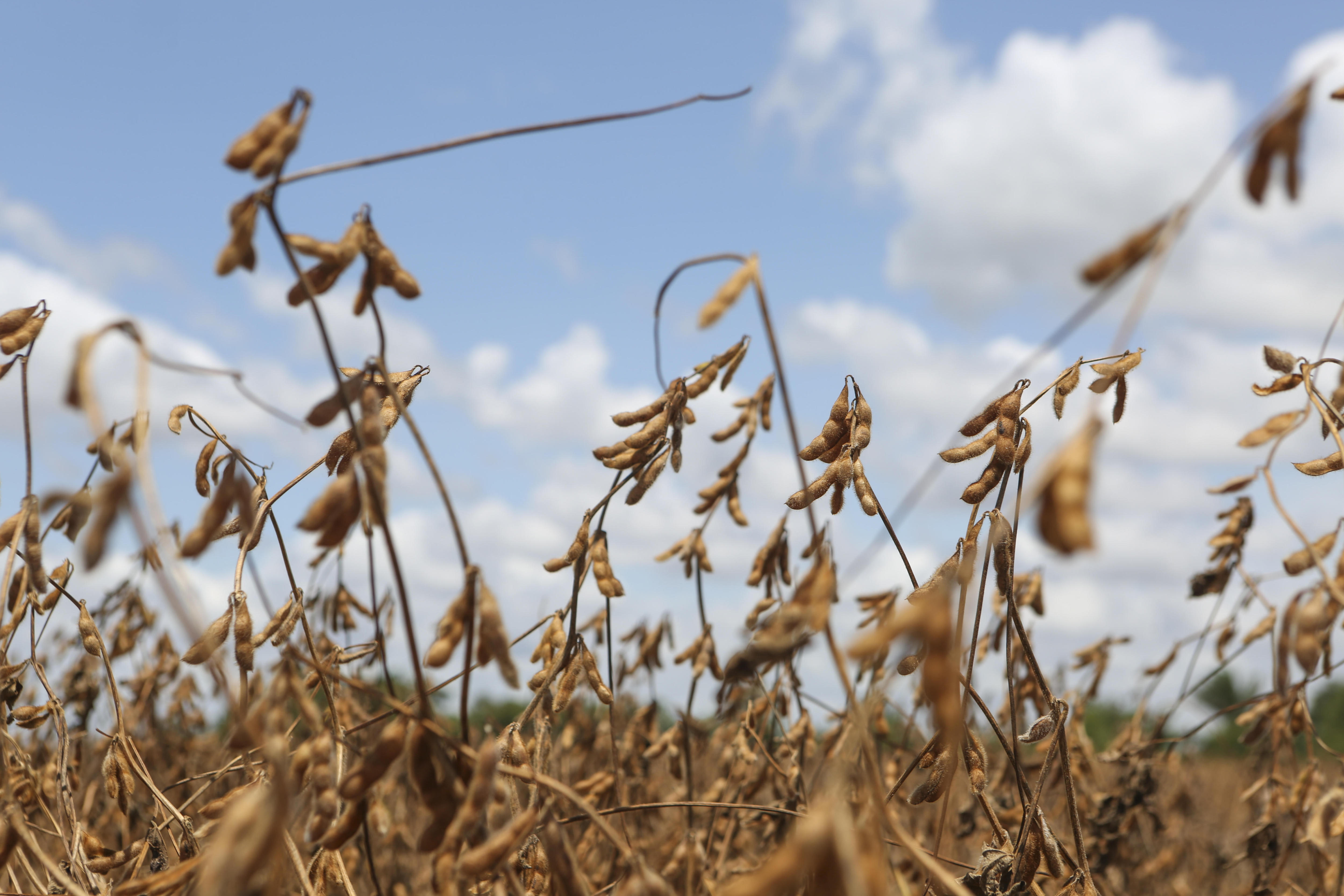 El precio externo y local de la soja sigue impactado por la sequía en Sudamérica. (EFE/Elena Rodríguez)
