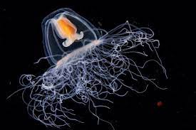 La medusa inmortal, Turritopsis dohrnii, asombra a los científicos