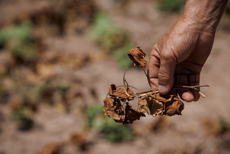 Plantas de batata muertas después de que todos sus cultivos perecieran por la fuerte sequía en China (REUTERS/Thomas Peter)
