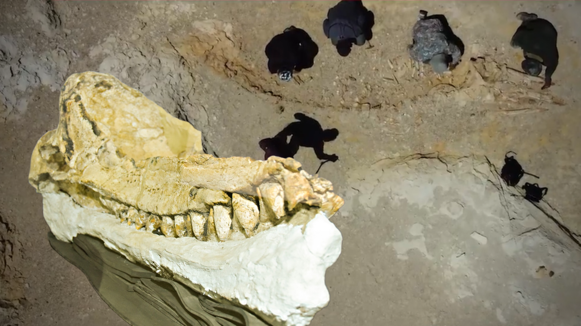 Descubren cachalote macroraptor de 7 millones de años: depredador prehistórico fue hallado en el desierto de Ica