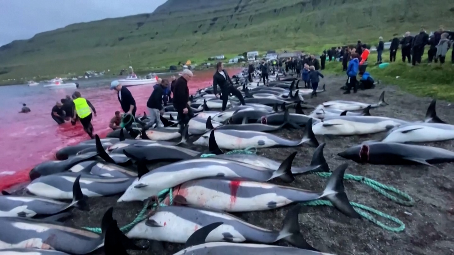 Сколько китов погибло. Фарерские острова бойня дельфинов. Фарерские острова охота на дельфинов.