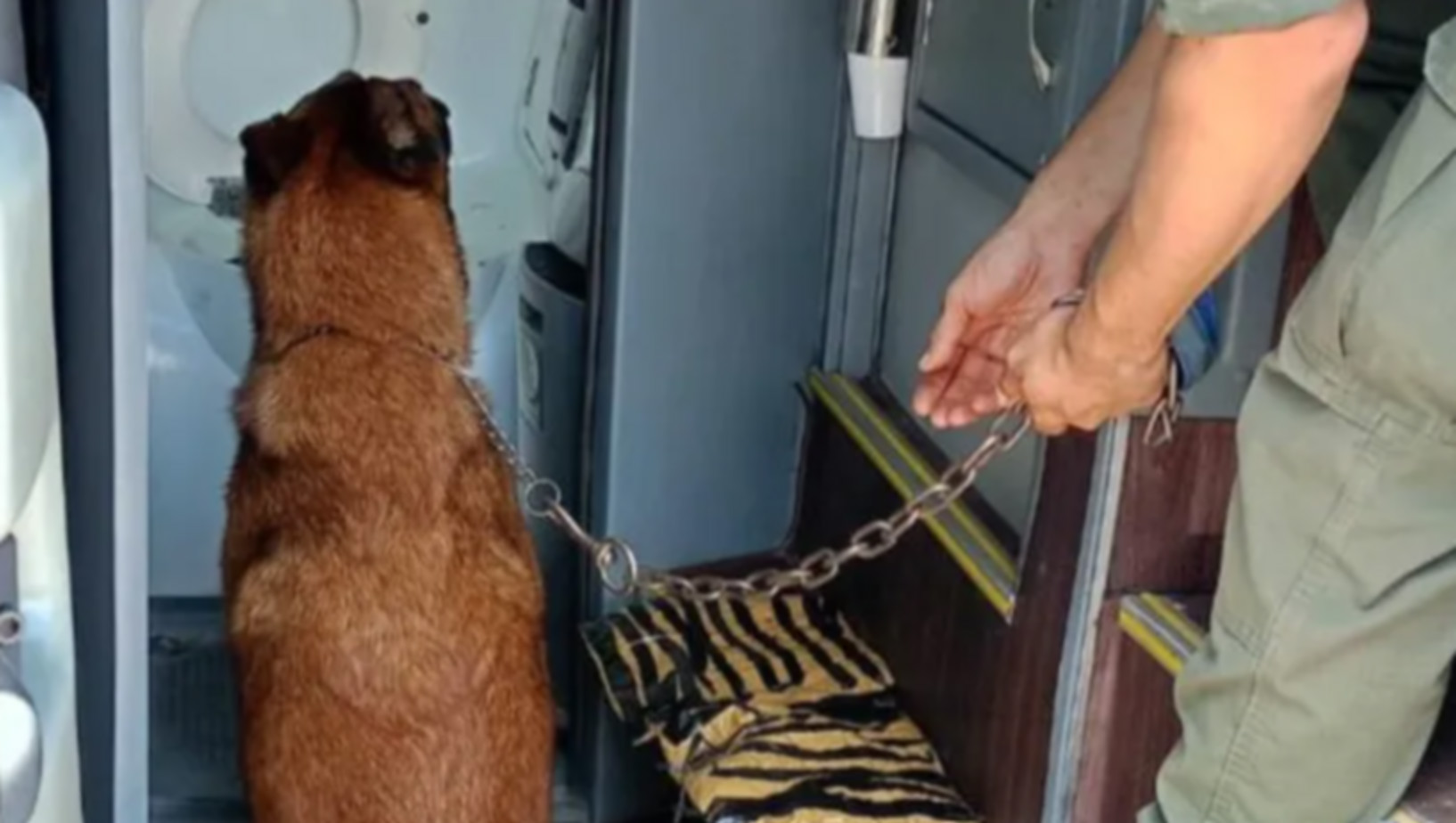 Día de la Inmaculada Concepción: debates teológicos sobre María, el inicio de la Navidad y la relación con la bandera argentina 