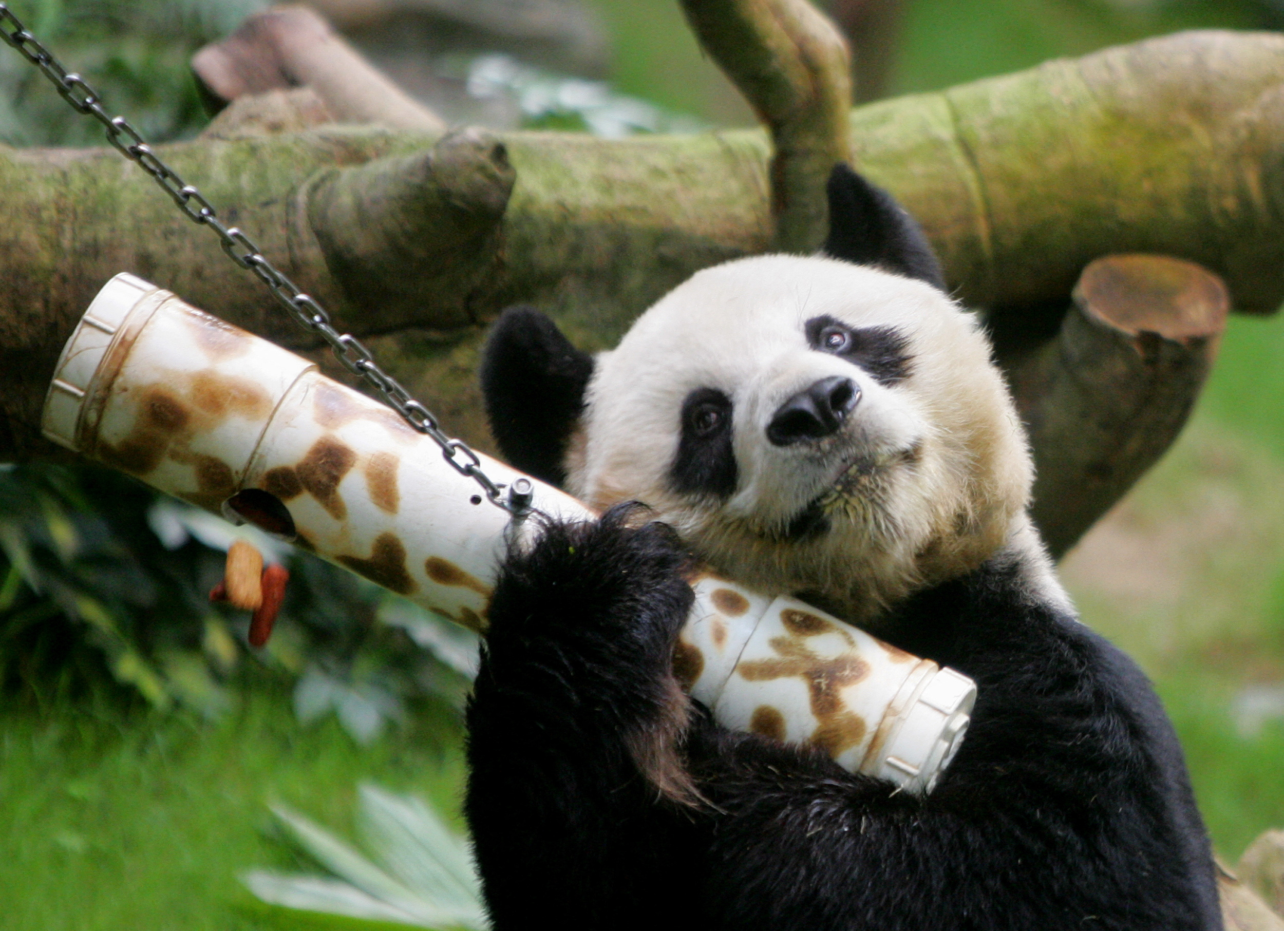 El panda gigante macho An An agita un "alimentador de rompecabezas" en el Ocean Park de Hong Kong, China (REUTERS/Bobby Yip)