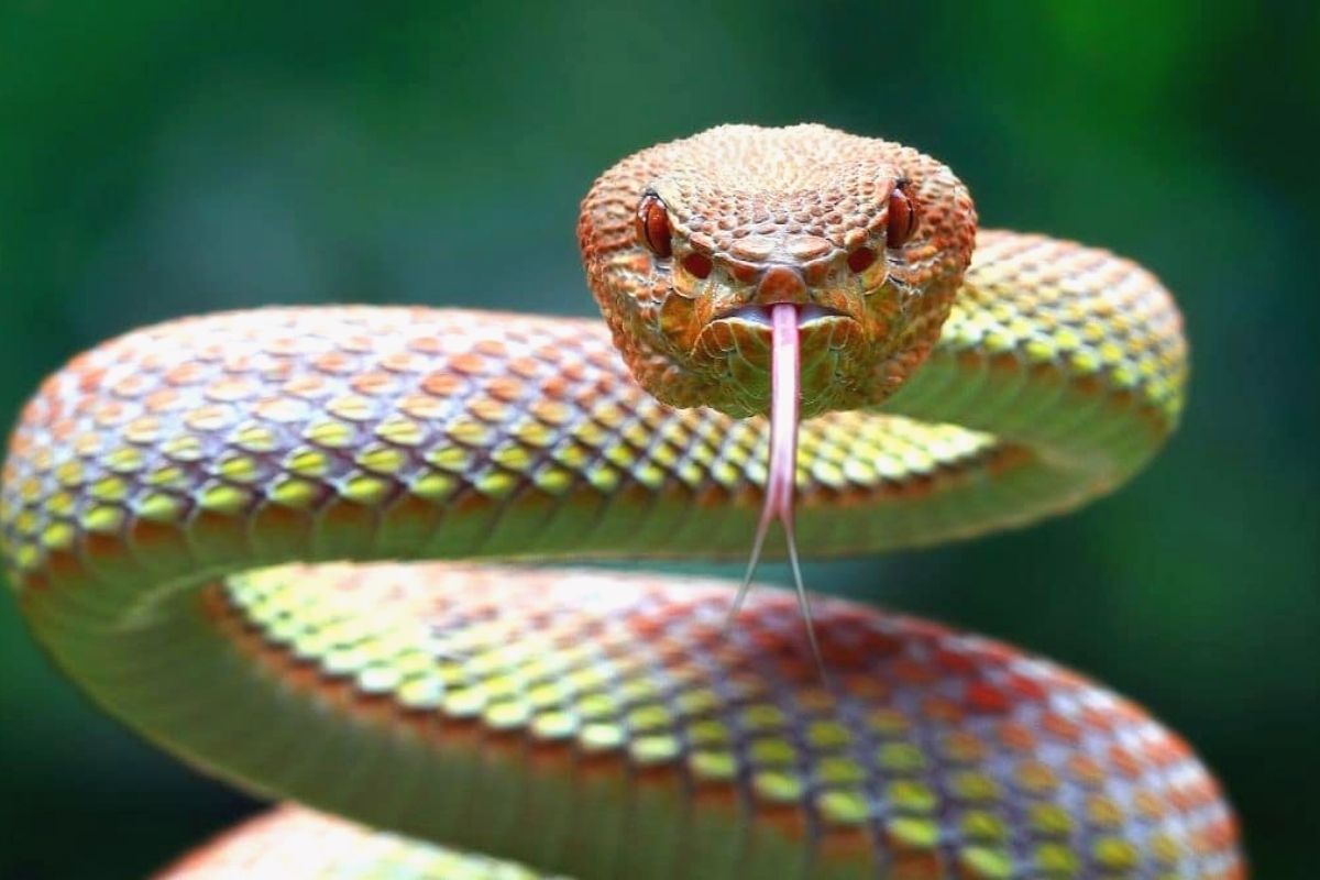 Cuál es el significado de soñar con serpientes en distintas situaciones? -  Infobae