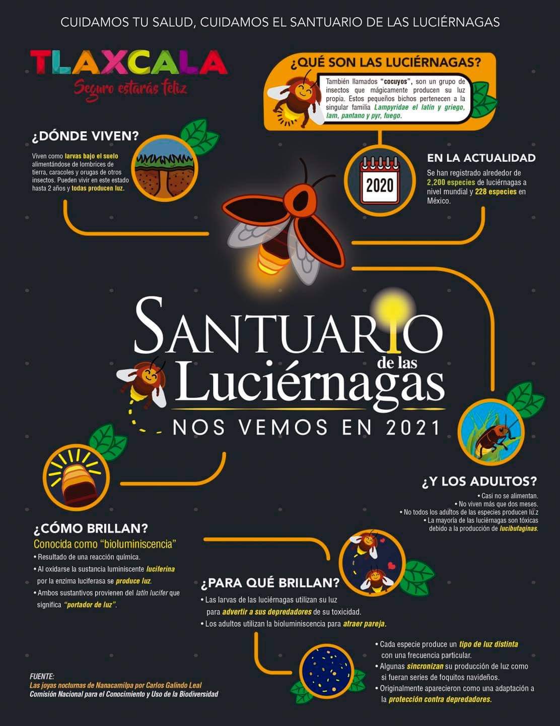 Avistamiento de luciérnagas en Tlaxcala: un espectáculo de la naturaleza y  un campamento de lujo - Infobae