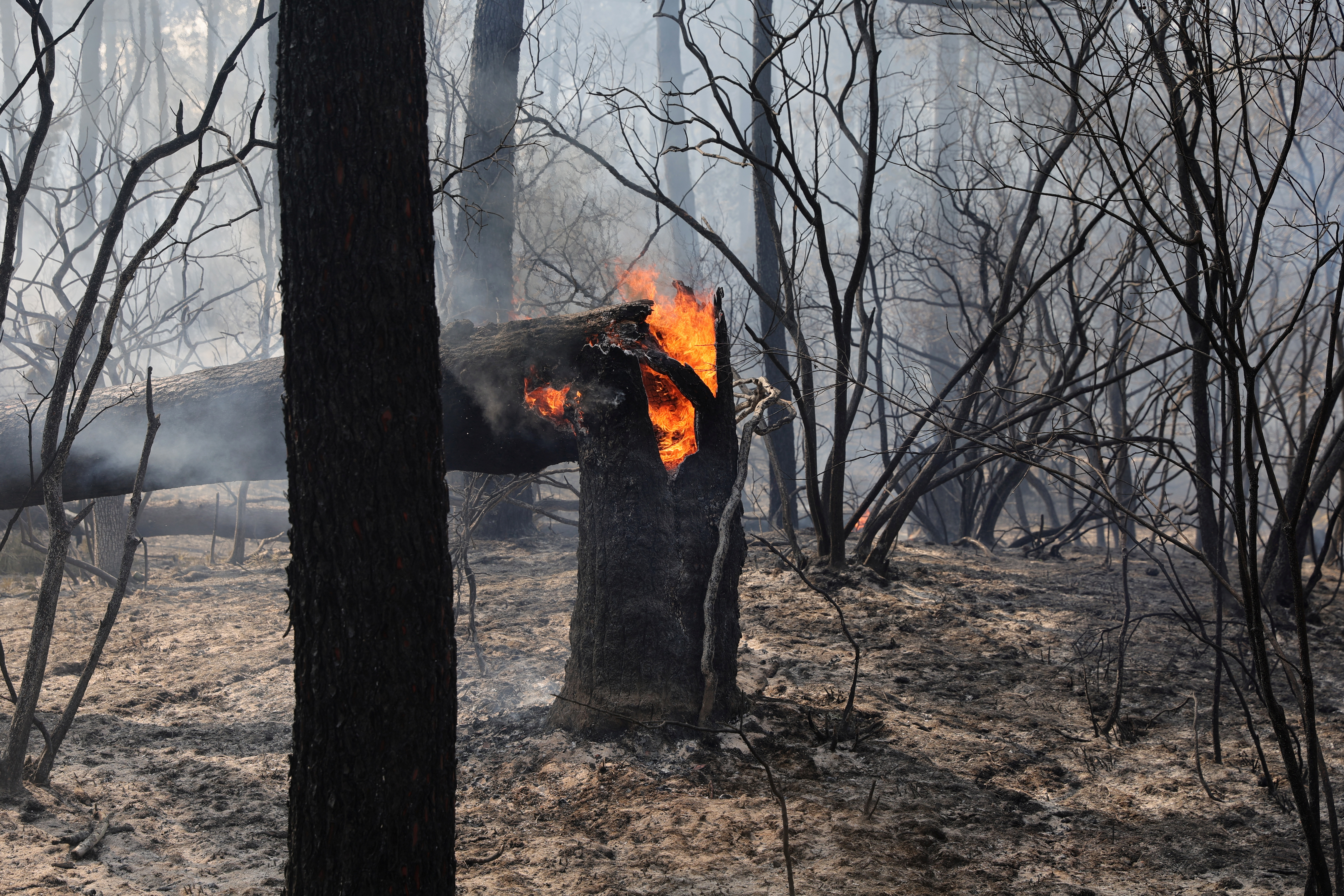 Près de 20 000 hectares ont été brûlés par les incendies qui ravagent le pays.  REUTERS/Pascal Rossignol