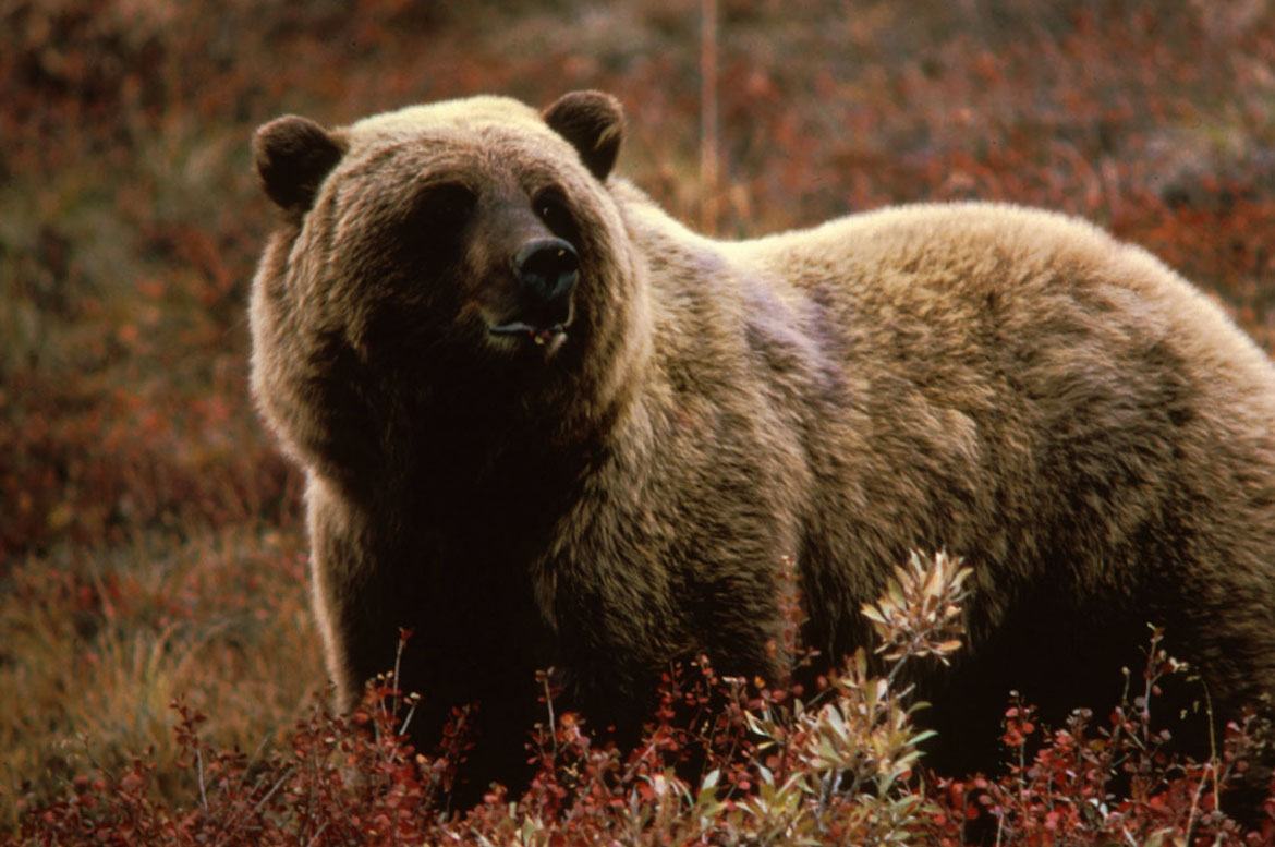 Entre los reclamos están tres osos pardos en recintos de concreto, donde hay pequeñas piletas con agua turbia y sin vegetación en donde refugiarse (Wikimedia)