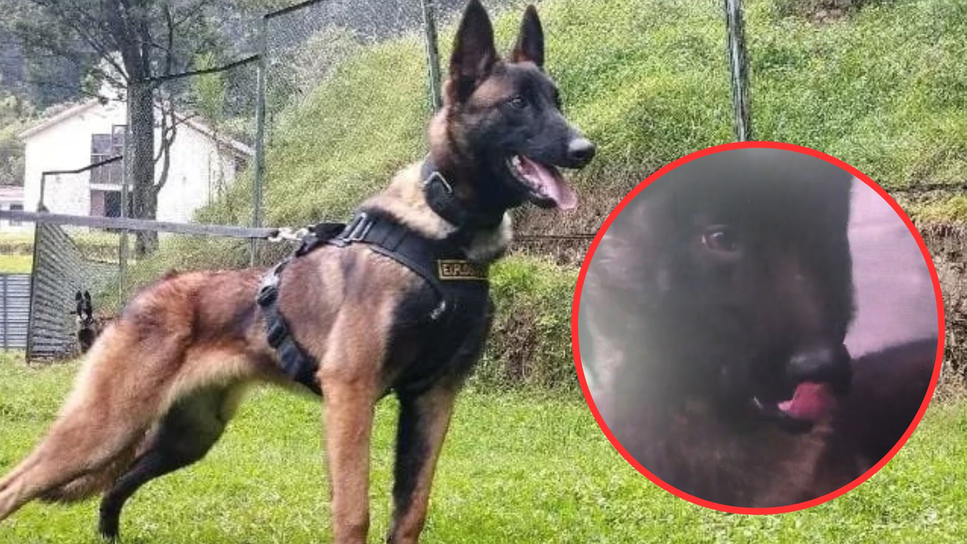 Wilson no era el único rescatista de su familia: Fuerzas Militares  presentaron a su hermano, está en fase de entrenamiento - Infobae