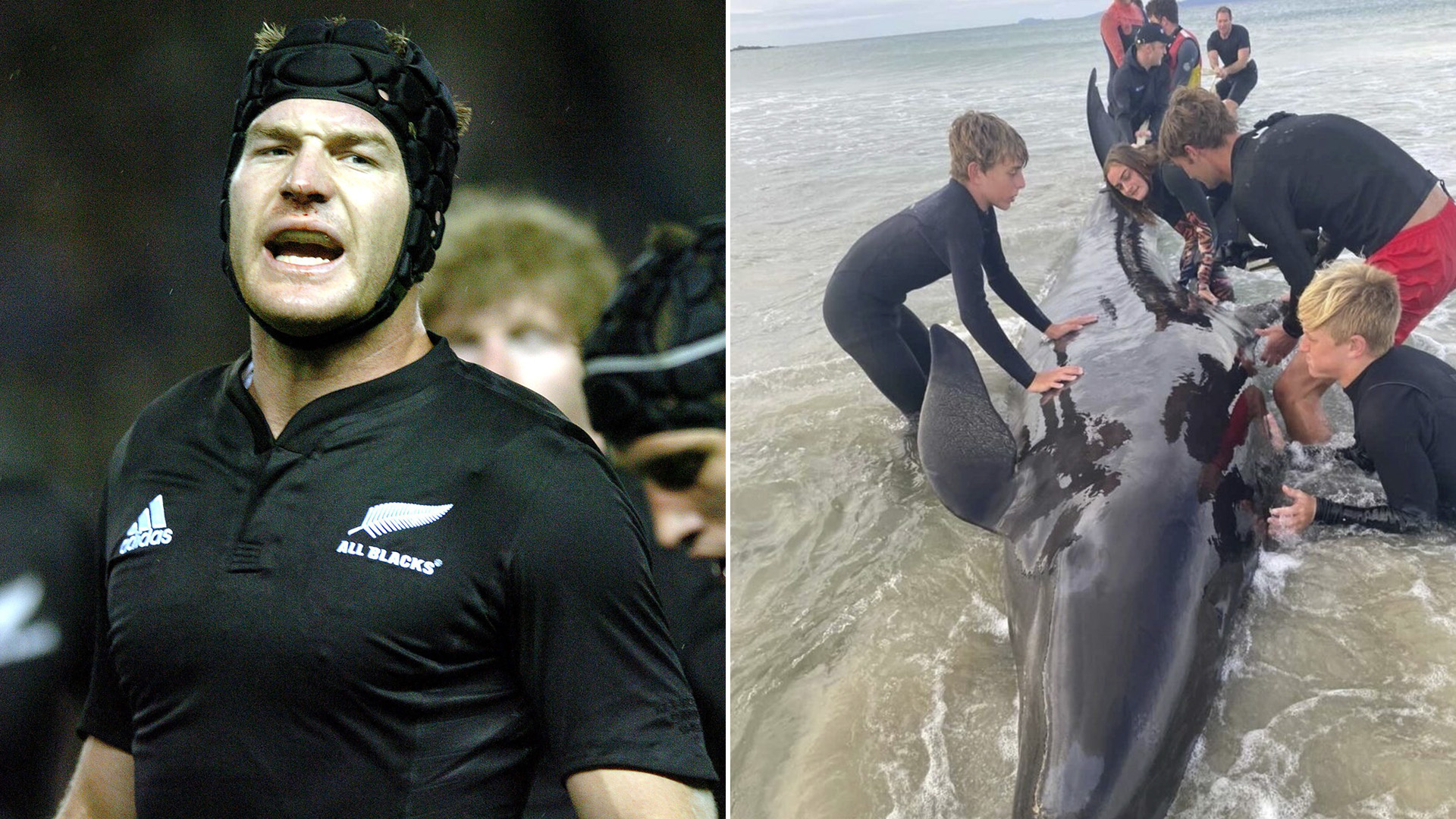 Un ex jugador de los All Blacks ayudó a rescatar a una ballena en Nueva Zelanda y el video generó polémica 