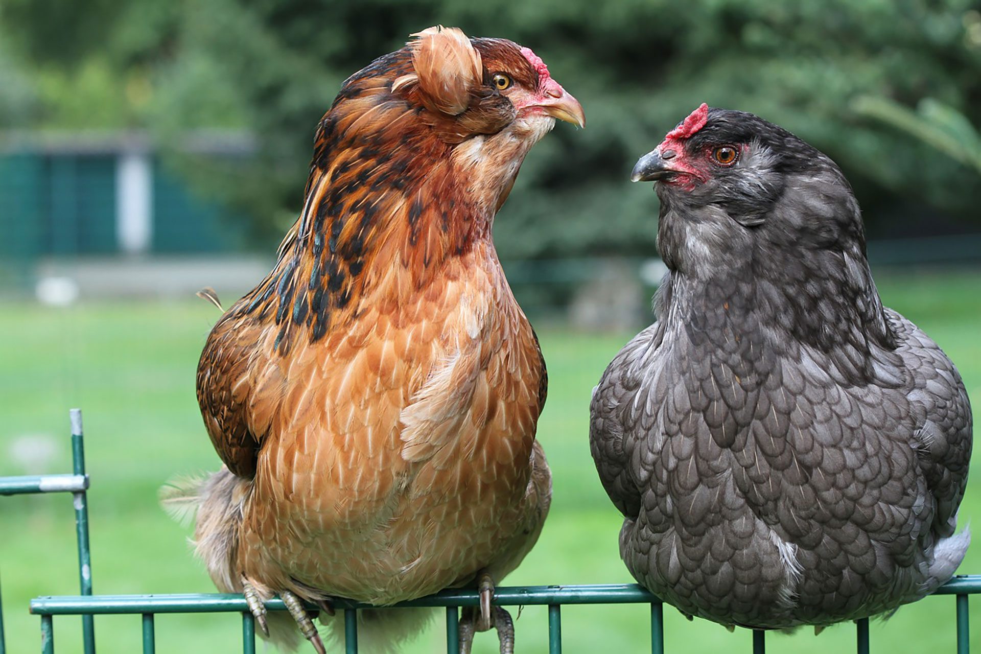 There are different versions about the origin of the Araucanian chickens / (Pexels)