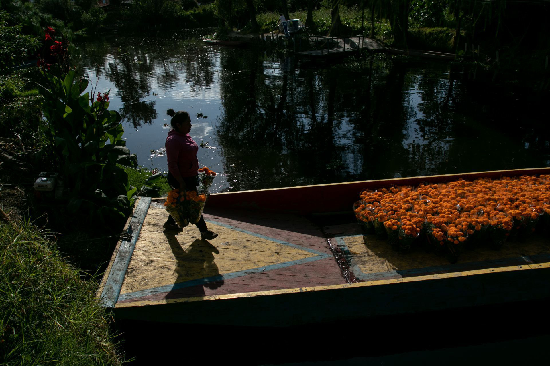 Es así como los productores de la flor de cempasúchil (flor de muertos) a lo largo del país comienzan con la venta de cara a las celebraciones por el Día de Muertos (1 y 2 de noviembre).