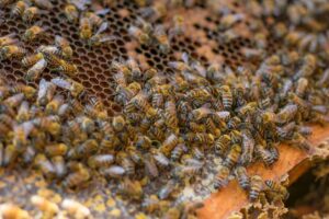 Entre las abejas hay más de 17 mil especies en todo el mundo (Foto: UNAM)