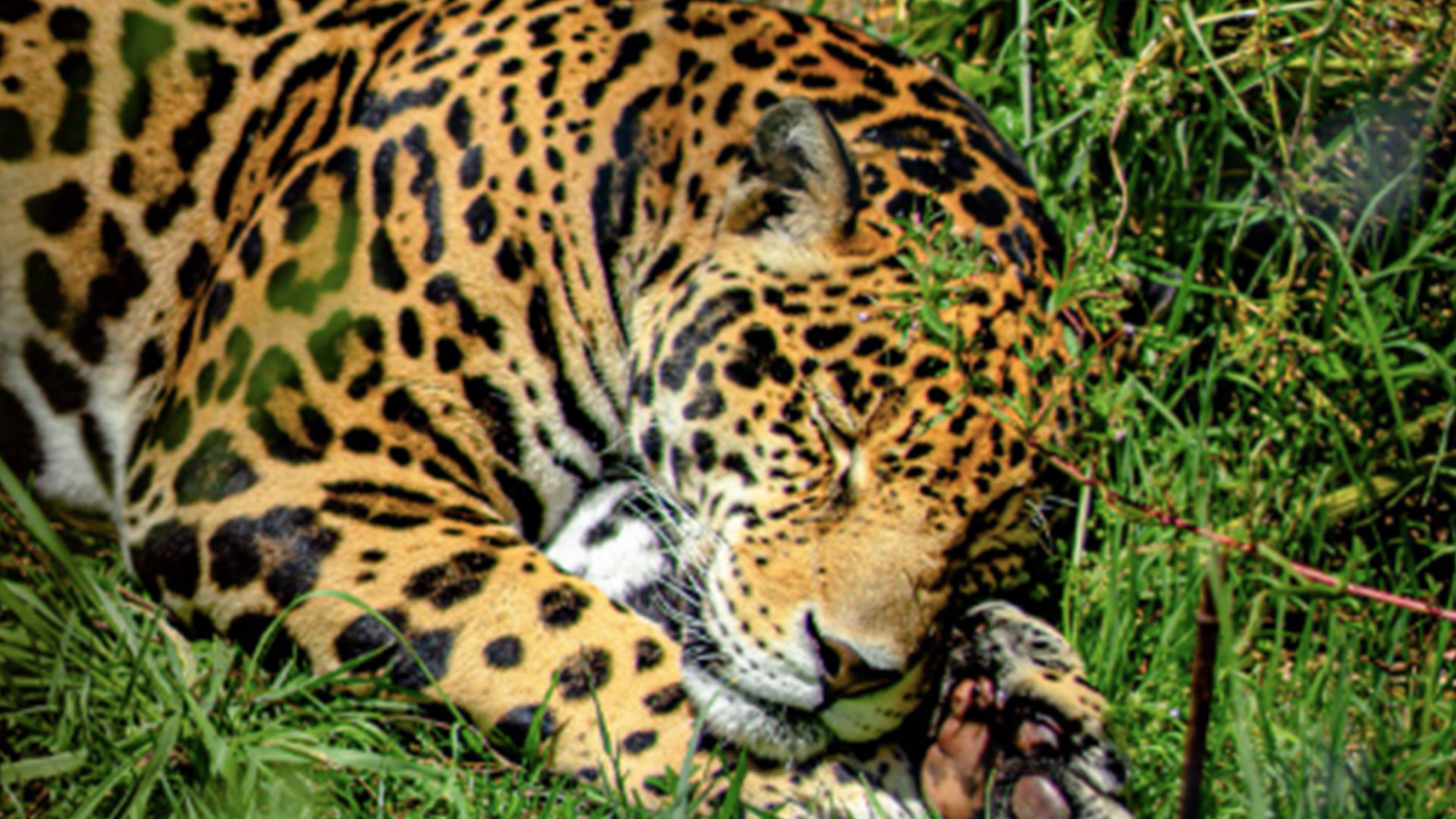 Felinos con enfermedad renal crónica rescatados de Black Jaguar White Tiger llegaron a santuario de Teotihuacán