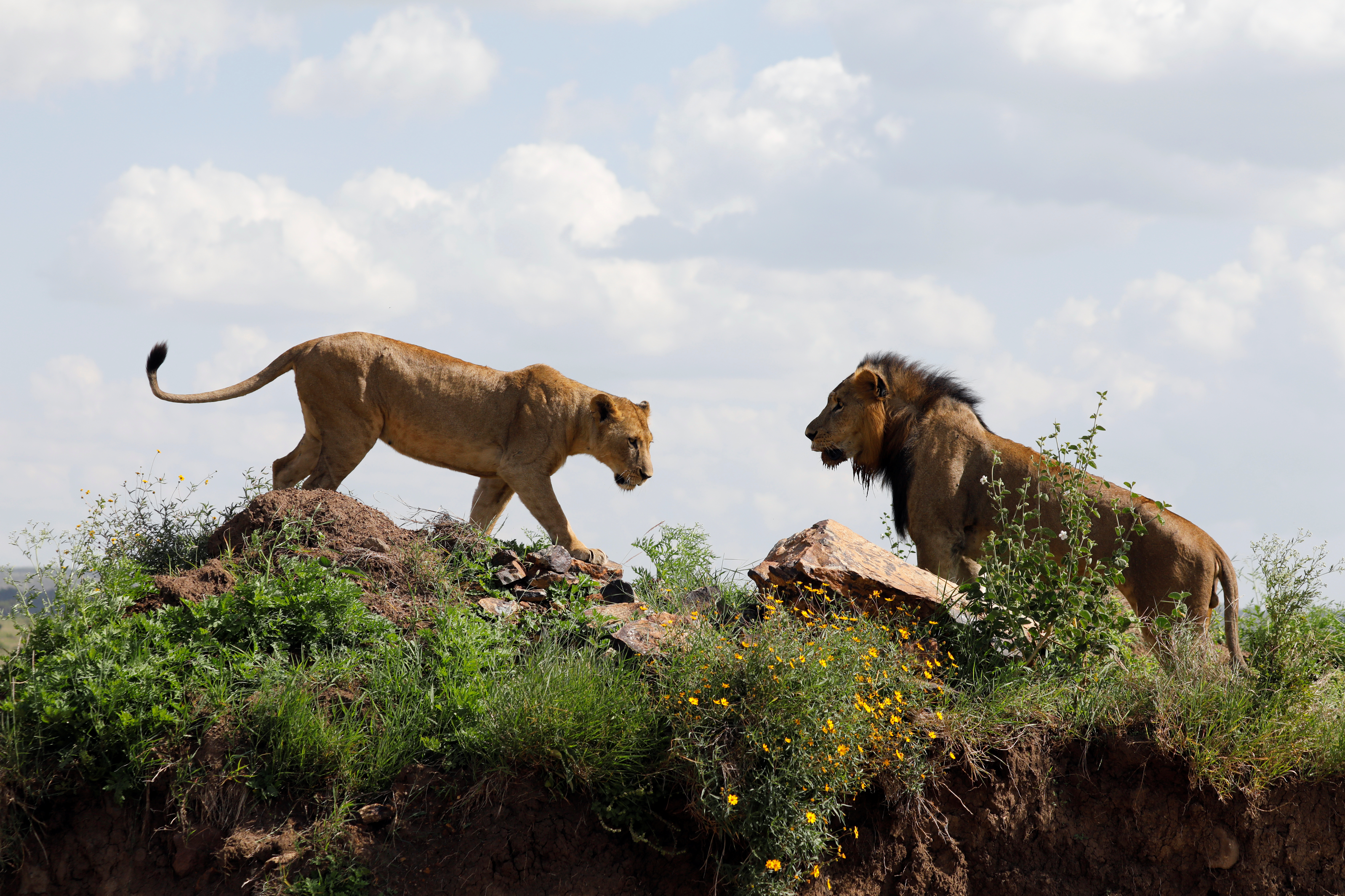 Día Mundial del León: 5 curiosidades del Rey de la Selva - Infobae