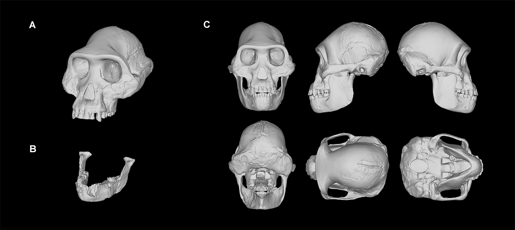 Modelo digital del cráneo masculino compuesto del Australopithecus afarensi reconstruido en Kimbel et al. (1984) y Kimbel y White (1988) (A). Mandíbula perteneciente al esqueleto parcial AL 288-1 (Lucy) (B). Reconstrucción del cráneo de Lucy que se produjo escalando el cráneo masculino para ajustarlo a la mandíbula AL 288-1 (C). Crédito de la imagen: R. Campbell, G. Vinas, M. Henneberg, R. Diogo