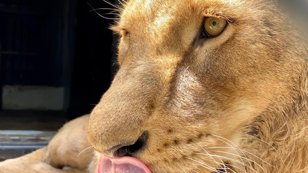 8 felinos rescatados del santuario Black Jaguar White Tiger se recuperaron exitosamente en el Zoológico de Chapultepec