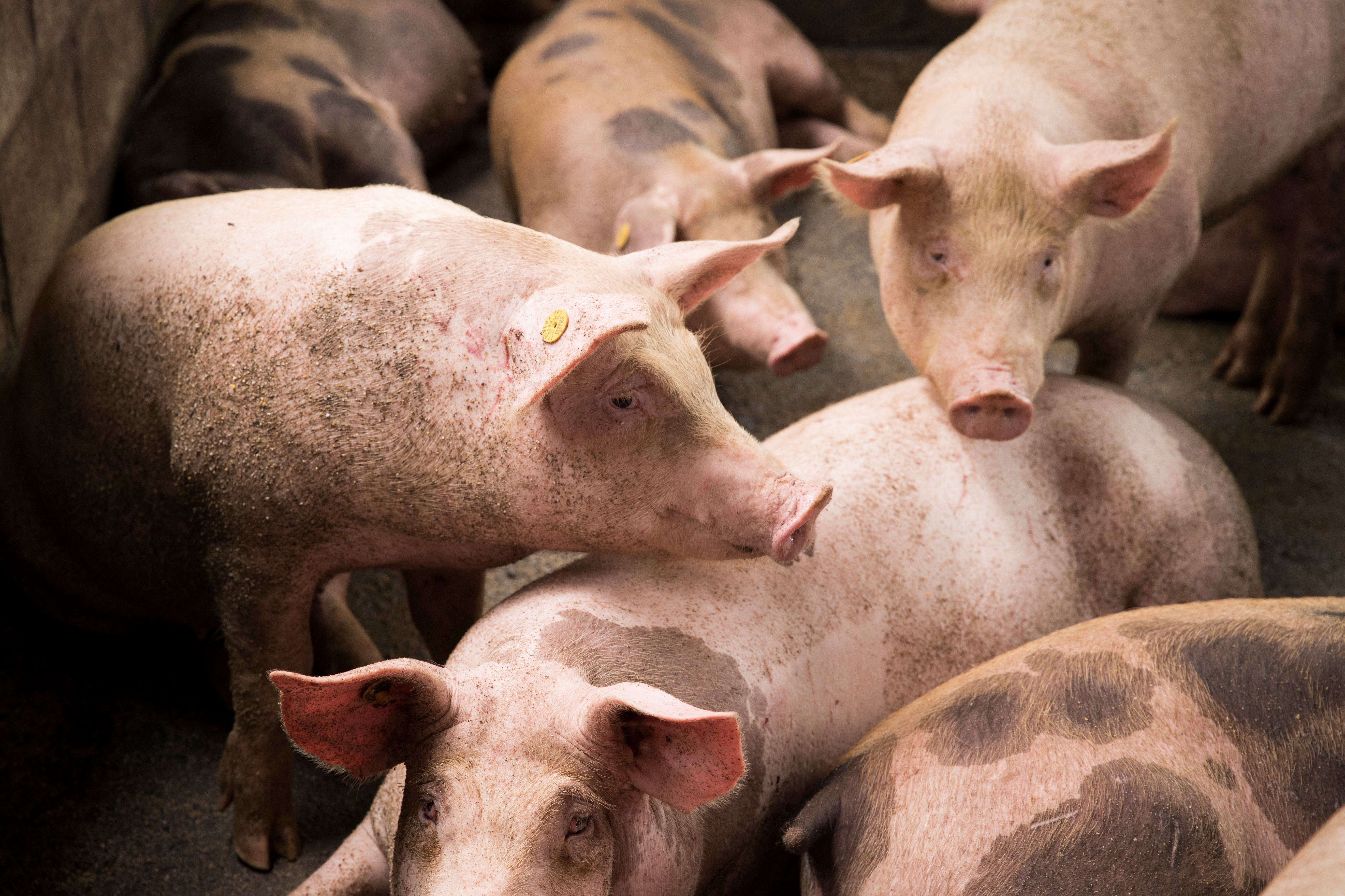 Fotografía de archivo de cerdos en el corral de una granja. EFE/ Orlando Barría
