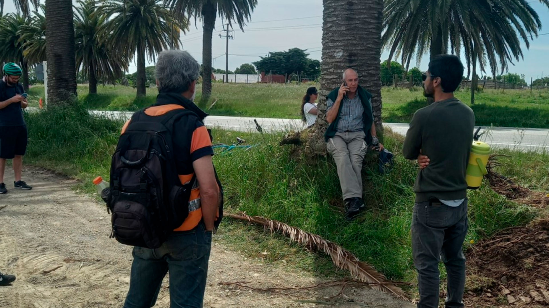 Vecinos se resisten al retiro de palmeras. Foto: La Colonia Digital