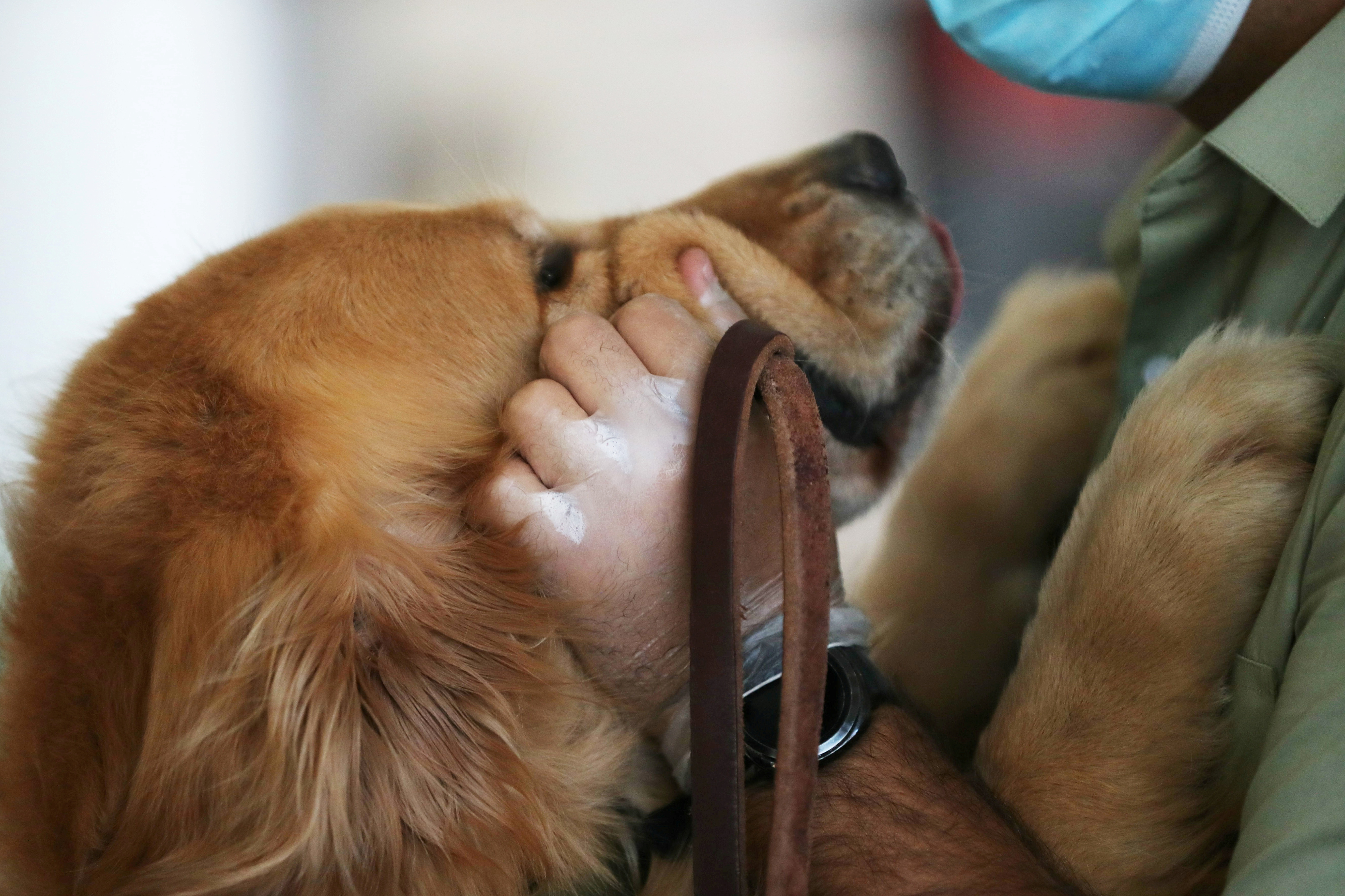 En Argentina, desde que comenzó el aislamiento, las adopciones de perros aumentaron un 200% (REUTERS)