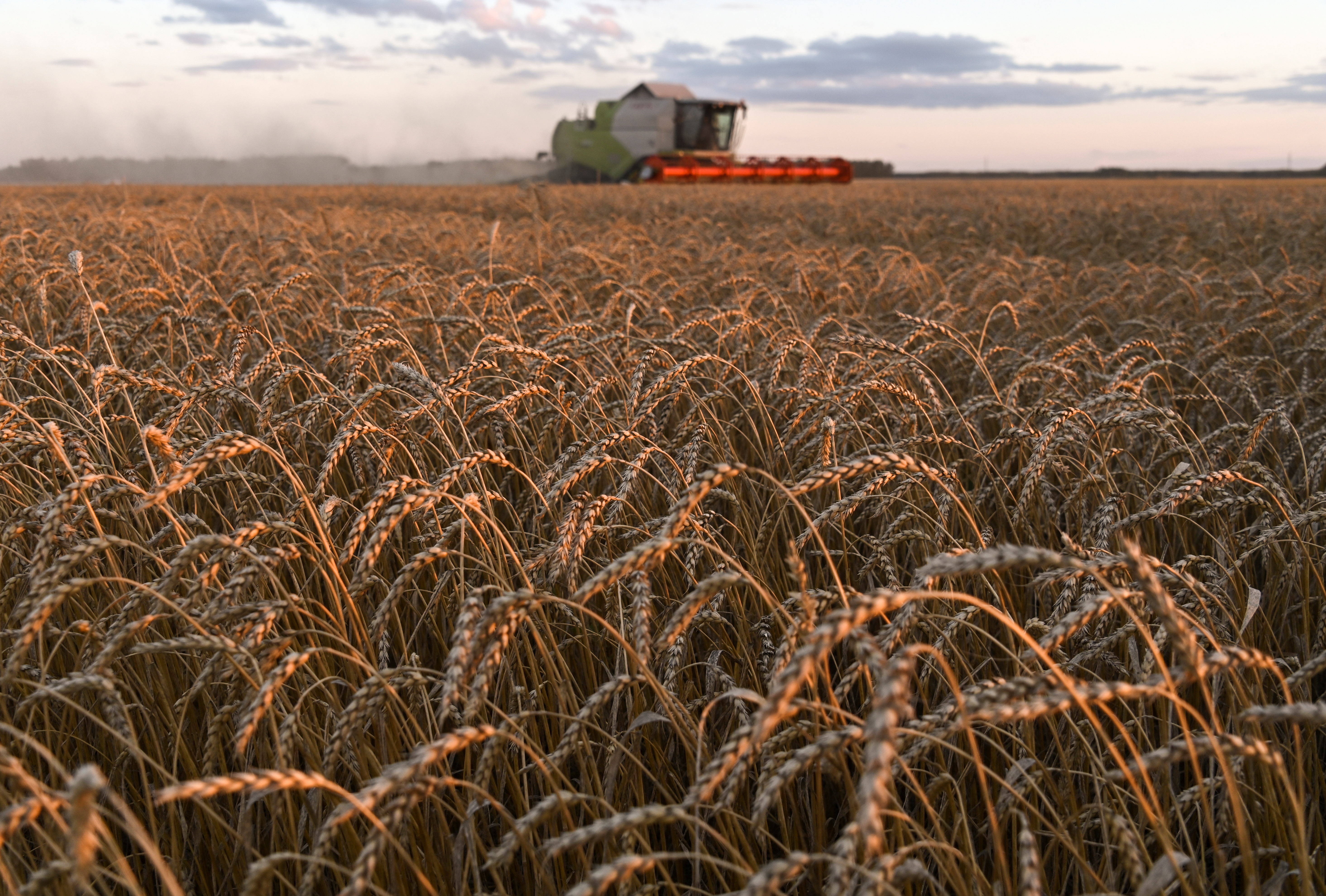 La falta de insumos importados podría impactar en la producción agrícola rusa, según un informe que circuló en el Kremlin. En esta foto de archivo puede verse un campo en la región de Omsk, Rusia en septiembre de 2020 (Reuters)