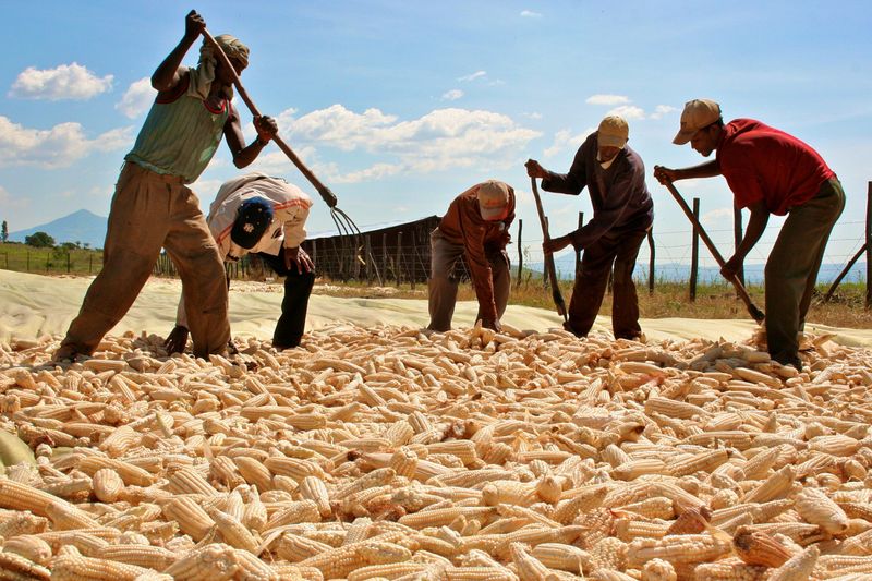 FOTO DE ARCHIVO. Directivos de Karuturi, una empresa india con cuatro explotaciones comerciales en Etiopía, comprueban el maíz cosechado por los trabajadores de la explotación de Karuturi, en Bako, Etiopía. 6 de noviembre de 2009. REUTERS/Barry Malone