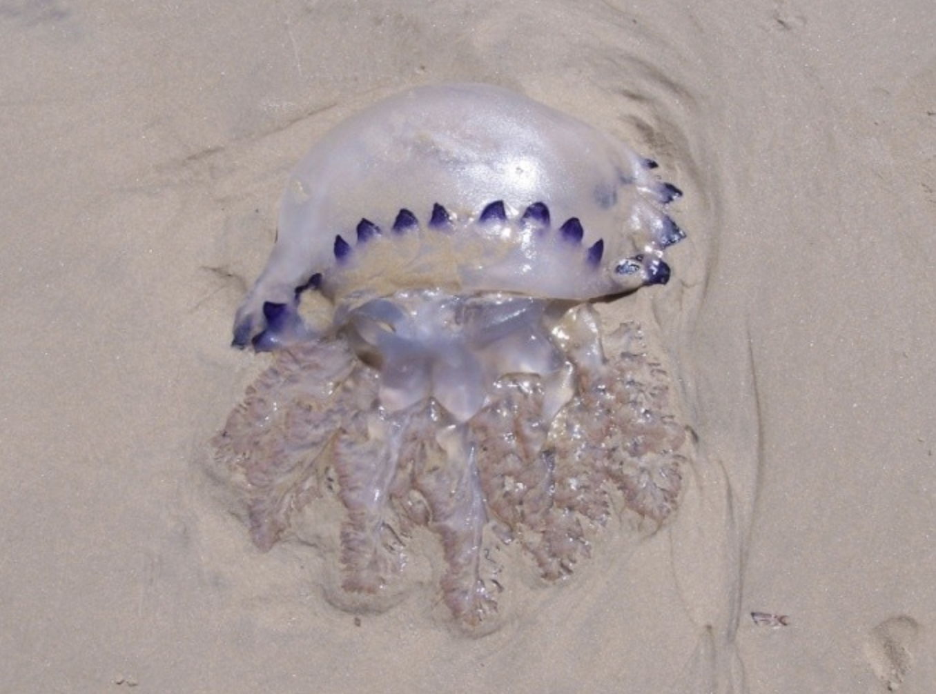 La medusa de la cruz es un ejemplar que se avista todos los años en Punta del Este, tanto en las playas como en altamar (La Paloma Hoy)
